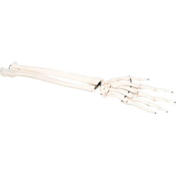 Fabrication Enterprises 3B® Anatomical Model - Loose Bones, Hand Skeleton with Ulna and Radius, Left 12-4581L